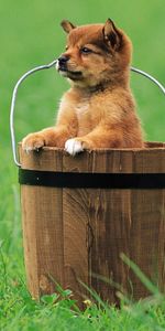 Animals,Grass,Sit,Puppy,Waiting,Expectation,Bucket