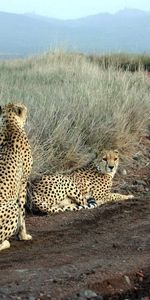 Animals,Grass,Sit,Road,Hunting,Hunt,Three,Cheetah