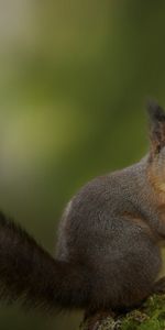 Animals,Grass,Sit,Squirrel,Background