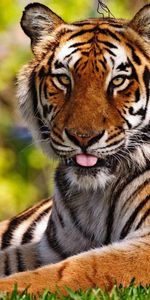 Animals,Grass,Sit,Tiger,Tongue,Language,Big Cat