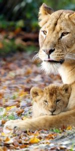 Animals,Grass,Sit,Young,Lioness,Joey