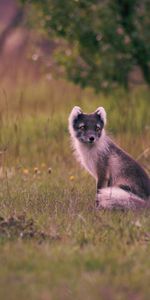 Animals,Grass,Sits,Is Sitting,Arctic Fox,Polar Fox