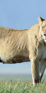 Animals,Grass,Sky,Beautiful,Lioness,Truancy