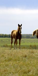 Animals,Grass,Sky,Horses