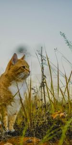 Animales,Hierba,Cielo,Gato,Está Sentado,Sienta