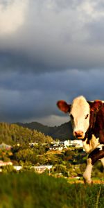 Animales,Hierba,Paseo,Cielo,Vaca