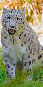 Herbe,Vue,Opinion,Snow Leopard,Gros Chat,Animaux,Prédateur,Fauve