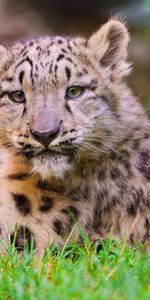 Herbe,Jeune,Se Coucher,Mensonge,Snow Leopard,Joey,Animaux