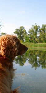 Animals,Grass,Spaniel,Sit,Pond,Cocker