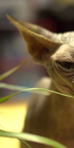 Animals,Grass,Sphinx,Muzzle,Wrinkles,Cat