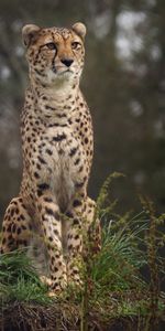 Animals,Grass,Spotted,Spotty,Big Cat,Cheetah