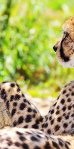 Animals,Grass,Spotted,Spotty,Blur,Smooth,Cheetah