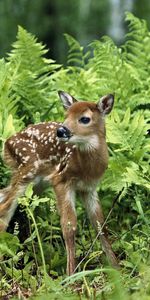 Animaux,À Pois,Boutonneux,Herbe,Faon