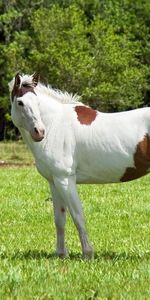 Animaux,À Pois,Boutonneux,Flâner,Herbe,Promenade,Cheval