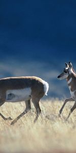 Hierba,Corriente,Estepa,Correr,Antílope,Animales