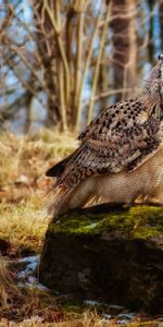 Animals,Grass,Stones,Bird,Moss,Predator,Owl