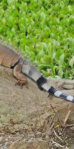 Animals,Grass,Stones,Lizard,Big