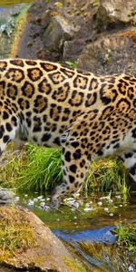 Naturaleza,Hierba,Stones,Jaguar,Depredador,Paseo,Animales