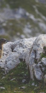 Animals,Grass,Stones,Sits,Is Sitting,Beaver