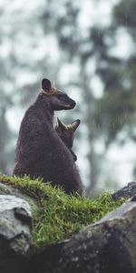 Herbe,Kangaroo,Jeune,Paire,Coupler,Joey,Animaux,Noyaux,Pluie