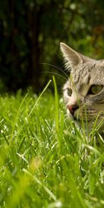 Animals,Grass,Striped,Hide,Cat