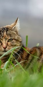 Animals,Grass,Striped,Pet,Brown,Cat