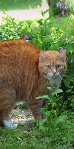 Animals,Grass,Striped,Redhead,Cat