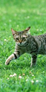 Animals,Grass,Striped,Sight,Opinion,Cat