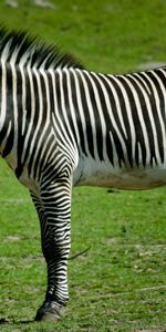 Animals,Grass,Striped,Stand,To Stand,Zebra