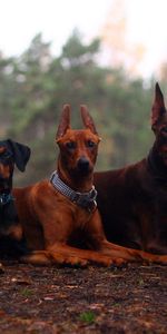 Animals,Grass,Stroll,Autumn,Foliage,Dogs