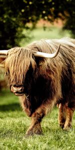 Animals,Grass,Stroll,Buffalo,Horns,Bull