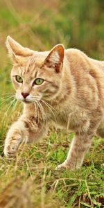 Animals,Grass,Stroll,Cat