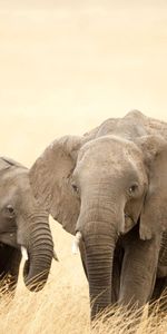 Animals,Grass,Stroll,Family,Elephants