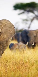 Elephants,Afrique,Herbe,Flâner,Animaux,Domaine,Champ,Promenade