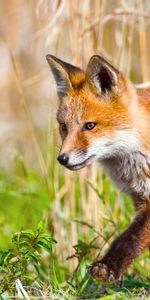 Animals,Grass,Stroll,Fox