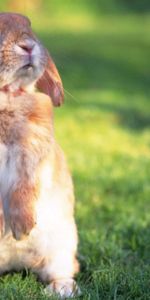 Lapin,Herbe,Flâner,La Frayeur,Promenade,Animaux,Peur