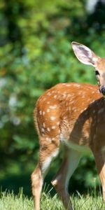 Flâner,Polyana,Herbe,Promenade,Clairière,Animaux,Cerf