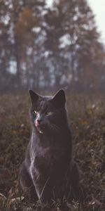 Animals,Grass,Stroll,Grey,Cat