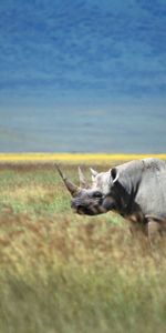 Animals,Grass,Stroll,Horn,Rhinoceros