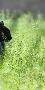 Herbe,Flâner,Chasser,Promenade,Animaux,Chasse,Chat