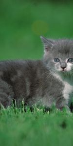 Herbe,Flâner,Animaux,Promenade,Chaton,Minou