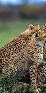 Animals,Grass,Stroll,Lot,Hunting,Hunt,Herd,Cheetah