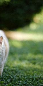 Animals,Grass,Stroll,Nature,Cat