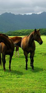 Animales,Hierba,Paseo,Prado,Pasto,Pastar,Caballos