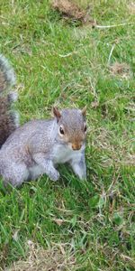 Animals,Grass,Stroll,Playful,Squirrel