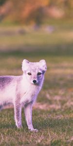 Animals,Grass,Stroll,Polar Fox