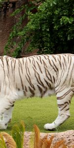 Flâner,Herbe,Promenade,Animaux,Tigre,Prédateur