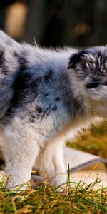 Animals,Grass,Stroll,Puppy,Bark,Australian Shepherd