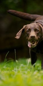 Hierba,Perro,Paseo,Corriente,Correr,Animales