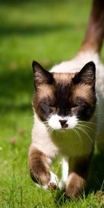 Animals,Grass,Stroll,Sunlight,Siamese,Squint,Blink,Cat